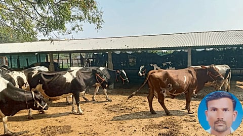 Animal Management