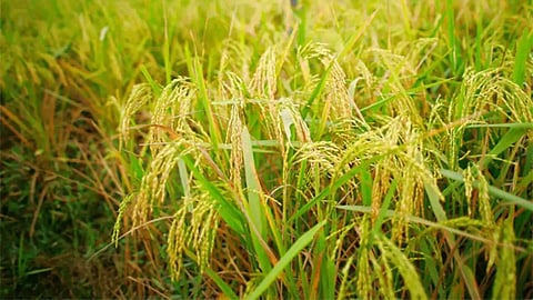 Crop Advisory