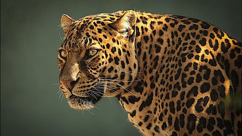 Leopard
