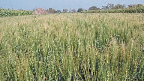 Wheat