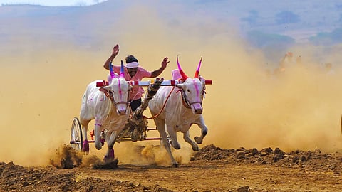 Bullock cart race