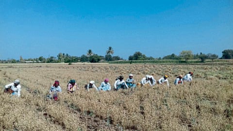 Chana Crop