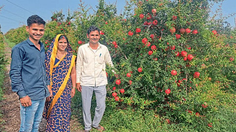 Pomegranate Farming