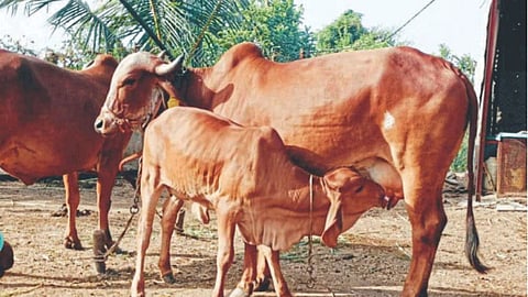 Cattle Conservation