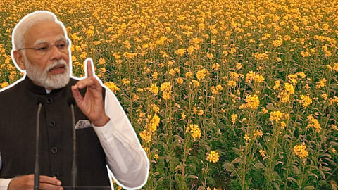 Price of Mustard