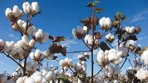 Cotton