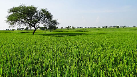 Agriculture