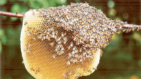 Honey Bee