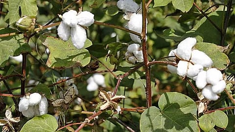 Cotton Crop