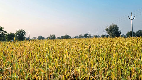 Jowar