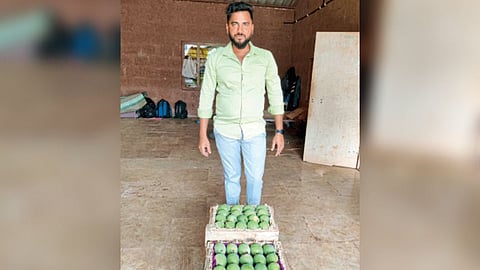 Mango Season