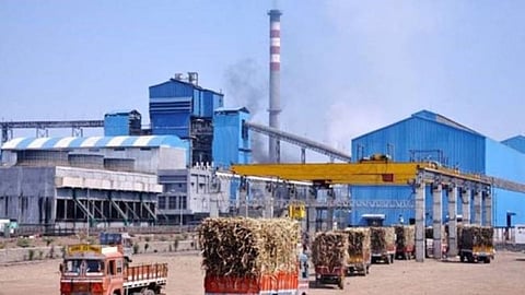 Kolhapur Sugarcane