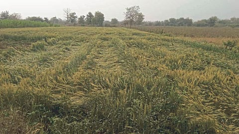 Crop Damage