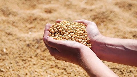 Soybean Rate