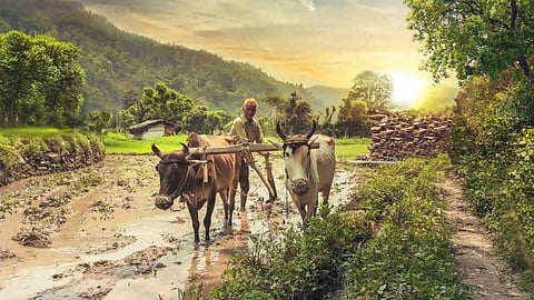 Agriculture
