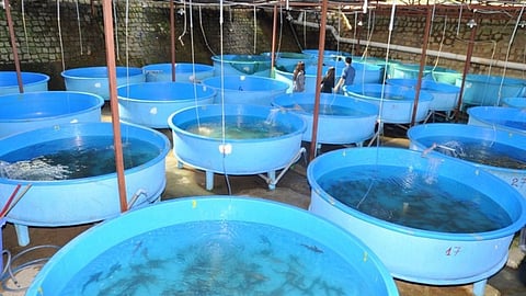 Fisheries Scheme