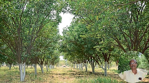 Orchard Development