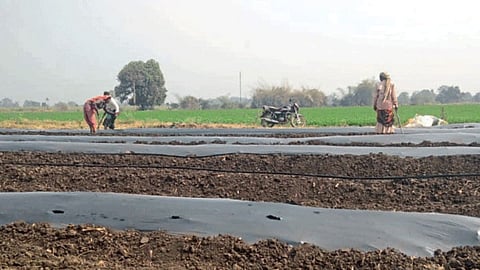Watermelon Farming