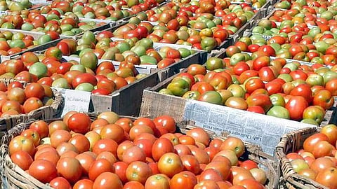 Tomato Market