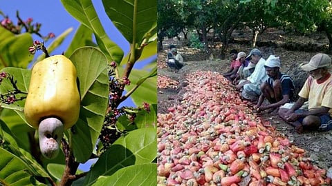 Cashew Farmers