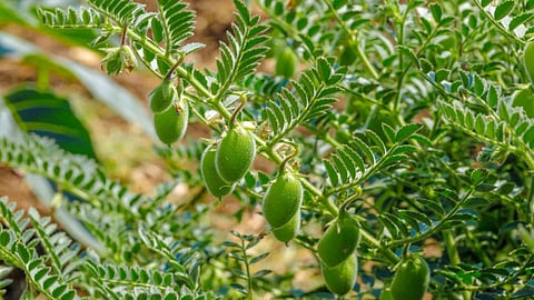 Chana GI