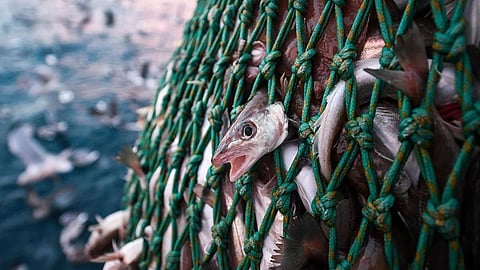 Fish Conervation
