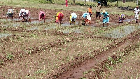 Onion Farming