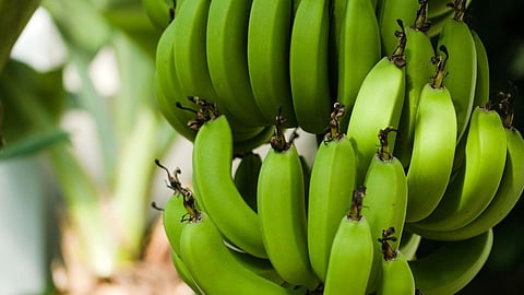 Banana