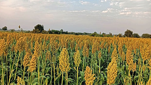 Jowar Sowing