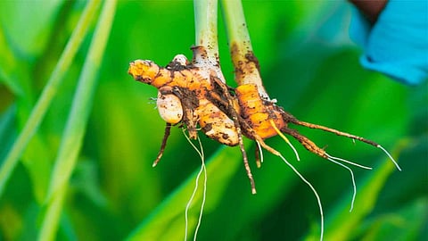 Turmeric