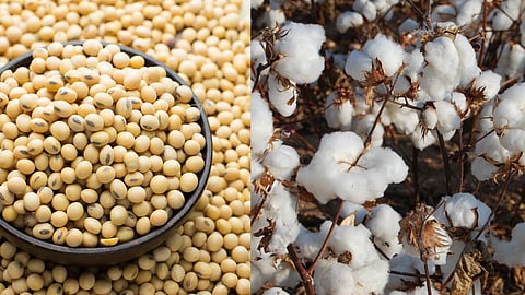 Soybean Cotton Market