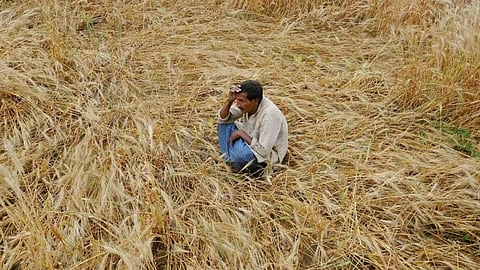 Crop Damage