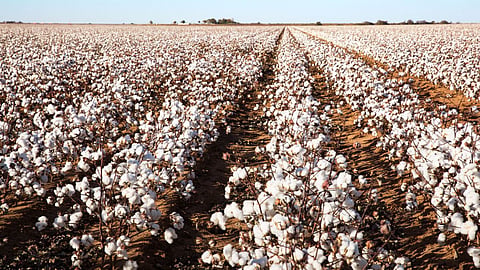 Cotton Farm