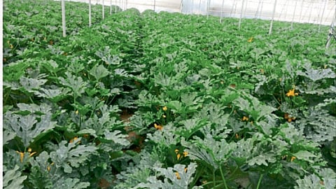 Zucchini Vegetable