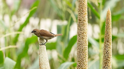 Bird