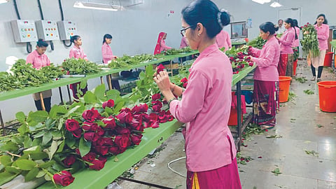 Rose Export