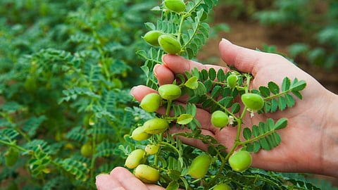 Chana