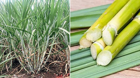 Sugarcane