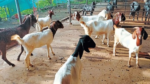 Goat Farming