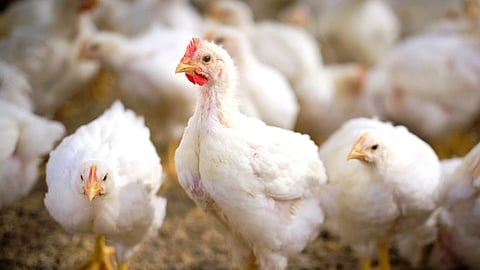 Poultry Farming