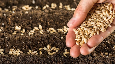 Wheat Sowing