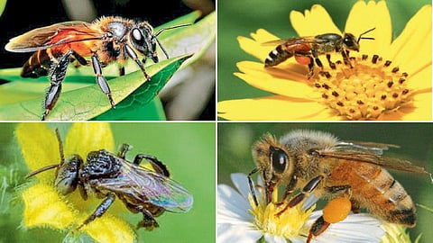 Bees