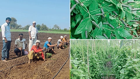 Panpimpali Farming