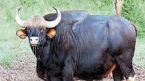 Wild Buffalo