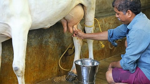 Milk Subsidy