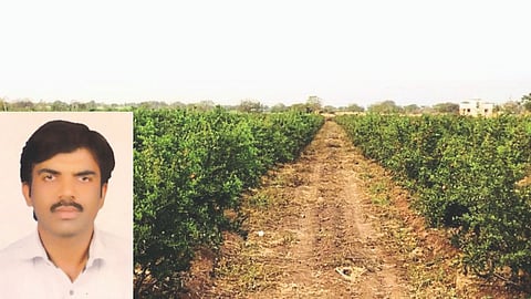 Pomegranate Farming : डाळिंब लागवडीत मृग बहराचे नियोजन