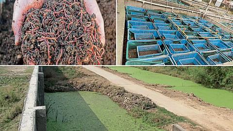 Water Purification