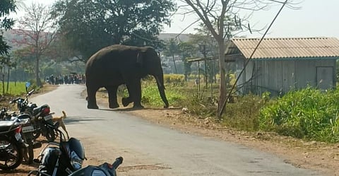 Kolhapur Elephant