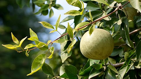 Bael Fruit