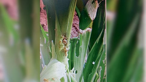 American armyworm on corn
